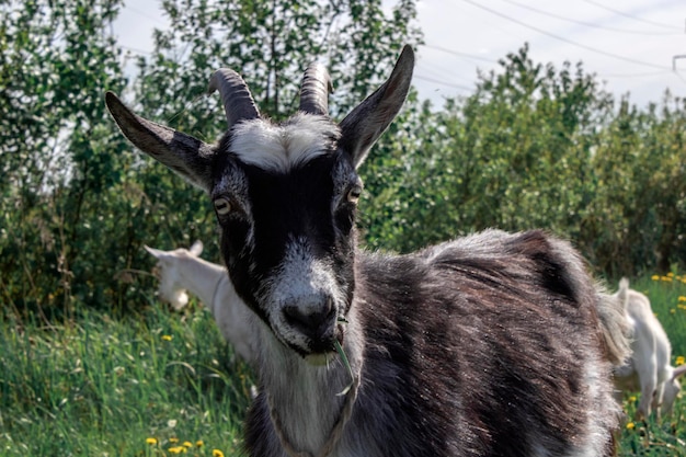 Capra in bianco e nero in piedi in un pascolo verde con sfondo verde