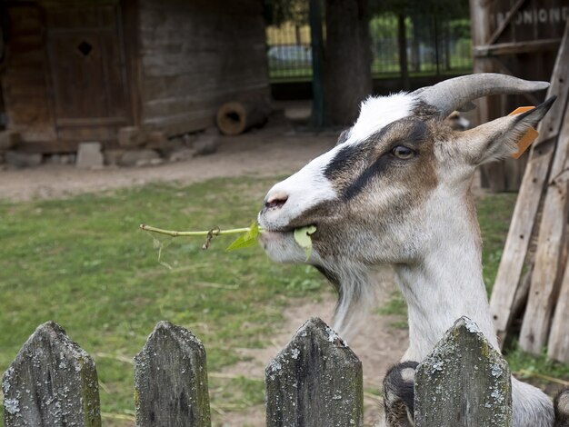 Capra in fattoria, un ritratto