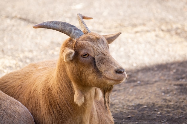 Capra in natura