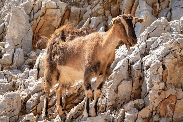 Capra in piedi su una scogliera