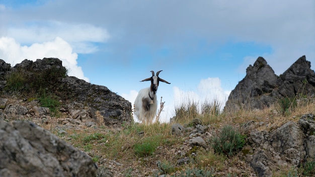 Capra In Piedi Sul Campo, Sardegna, Italia