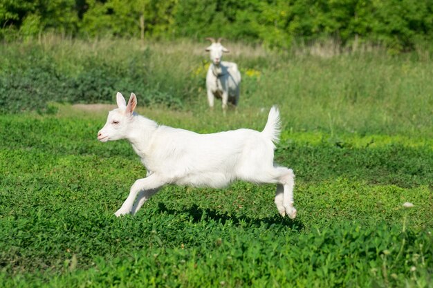 Capra in un campo di grano