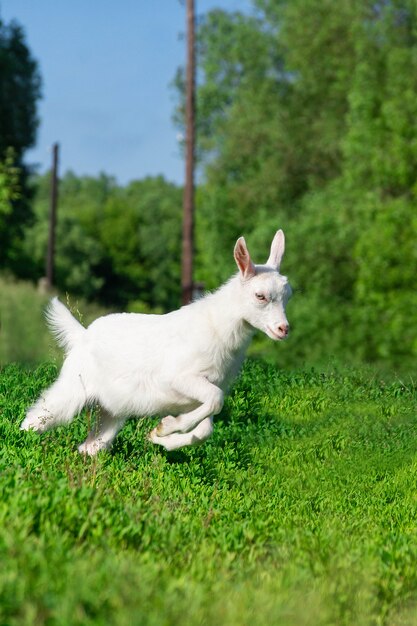 Capra in un campo di grano