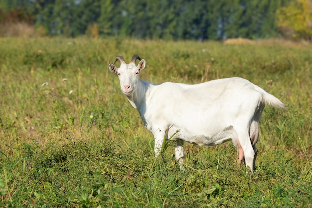 Capra in un prato