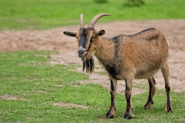 Capra in una radura