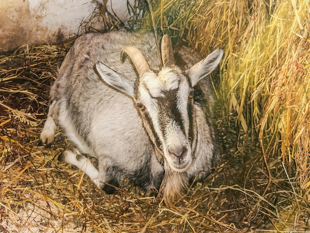 Capra incinta in posa in un'area aperta del fienile