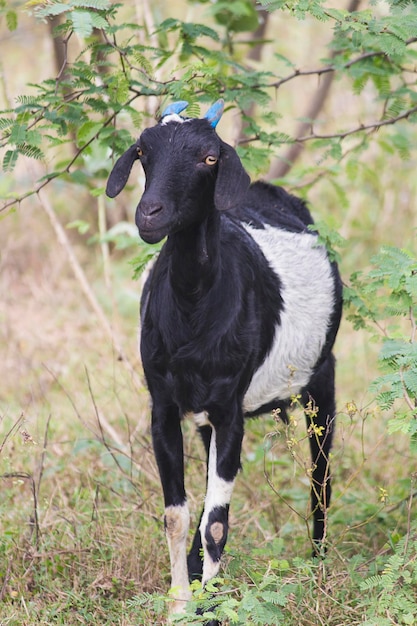 Capra indiana in piedi vicino a un cespuglio