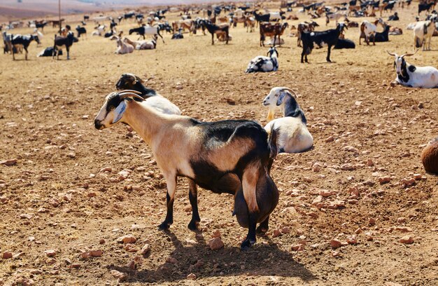 Capra Majorera per formaggio Fuerteventura