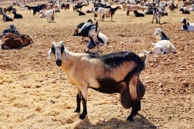 Capra Majorera per formaggio Fuerteventura