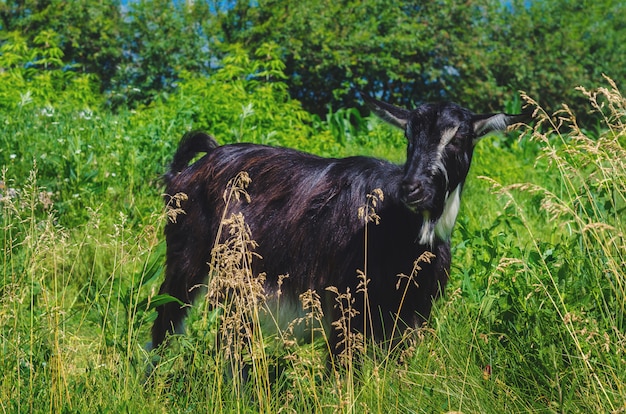 Capra nera che pasce in un prato nel villaggio.