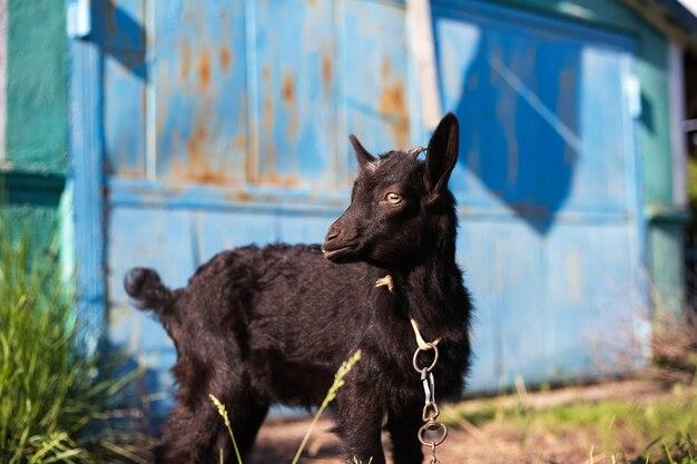 Capra nera del bambino nel campo verde.