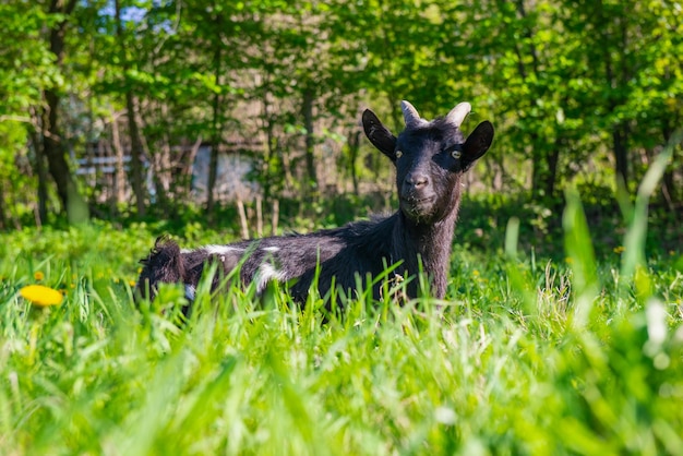 Capra nera in erba