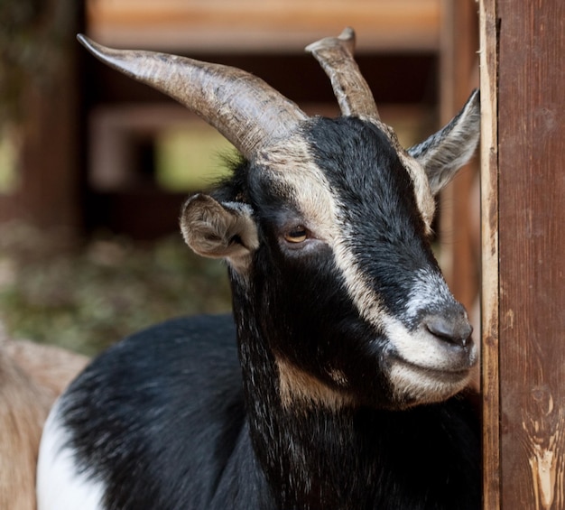 Capra nera nel giorno d'estate dello zoo