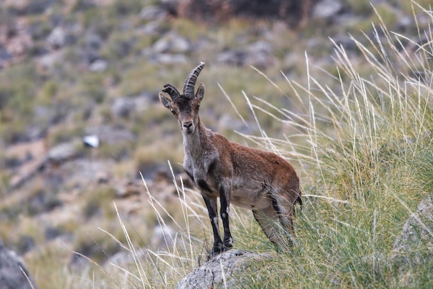Capra pyrenaica - La capra di montagna o stambecco iberico è una delle specie di bovidi del genere Capra