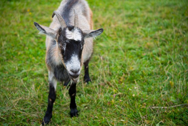 Capra. Ritratto di una capra in una fattoria nel villaggio. Capra bellissima