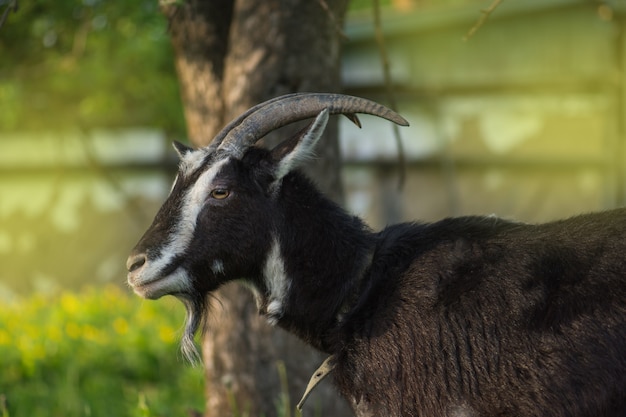 Capra scura sul prato verde di estate