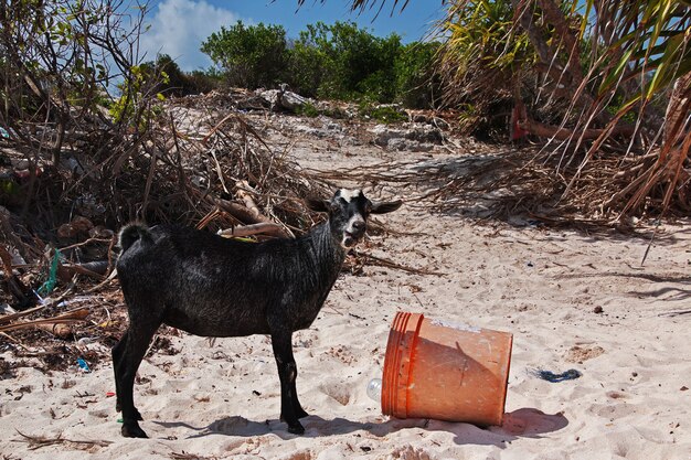 Capra selvaggia sulla spiaggia di Nungwi, Zanzibar, Tanzania