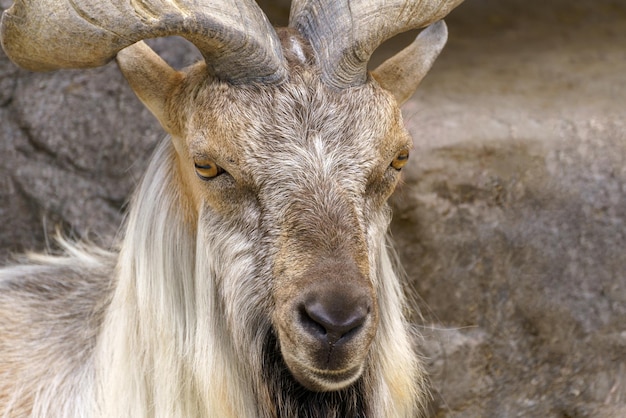 Capra selvatica sulla roccia Erbivoro in natura