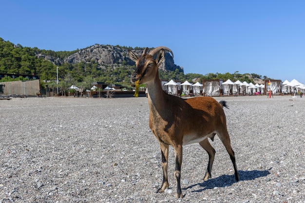 Capra selvatica sulla spiaggia Giornata estiva