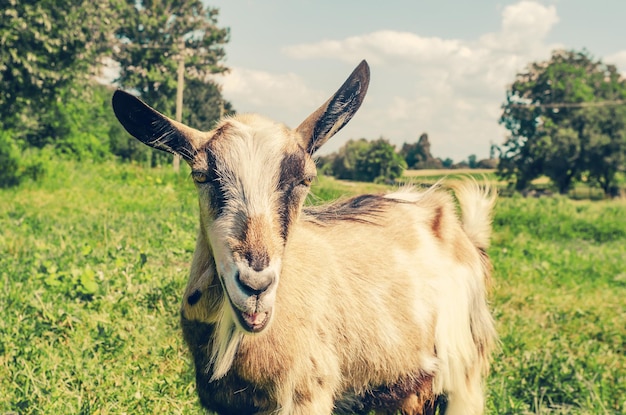 Capra su un pascolo Primo piano del muso Sorriso