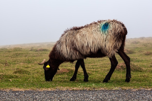 Capra su un prato nella nebbia