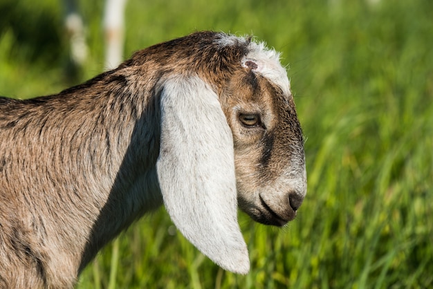 Capra sudafricana o ritratto di doeling goatling sulla natura all'aperto