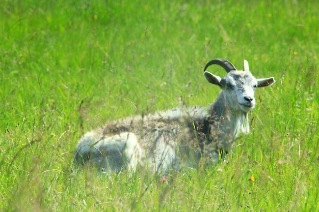 capra sull'erba verde pascolante sul pascolo