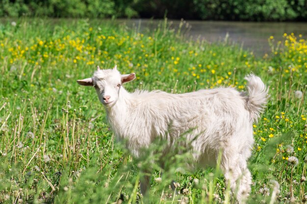 Capra sull&#39;erba