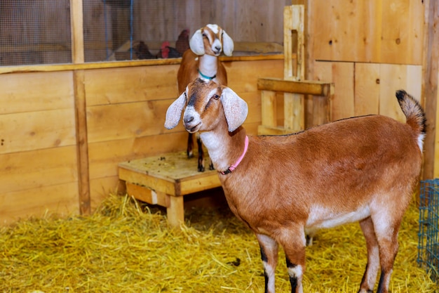 Capre adorabili delle coppie che stanno nel riparo di legno