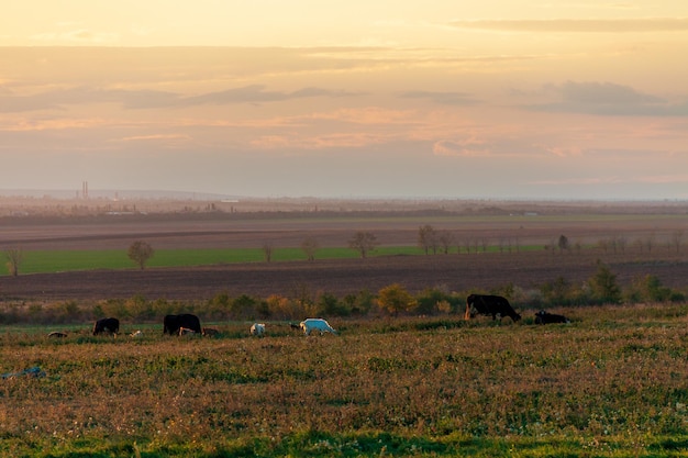 capre al pascolo nel campo, tramonto.