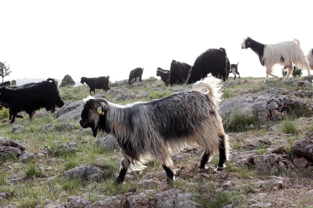 Capre al pascolo nella natura