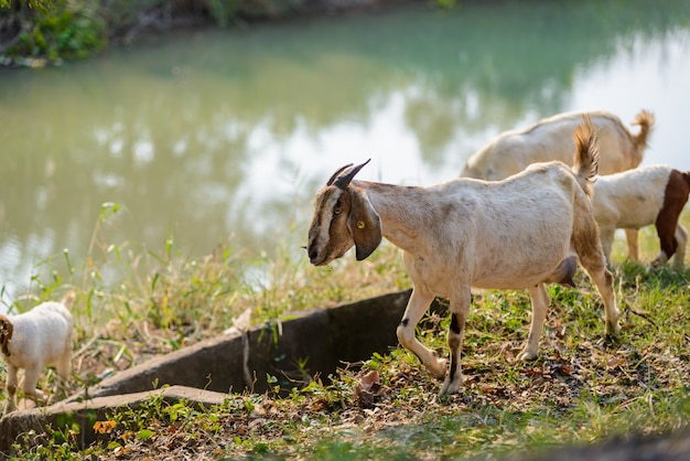 Capre che mangiano erba