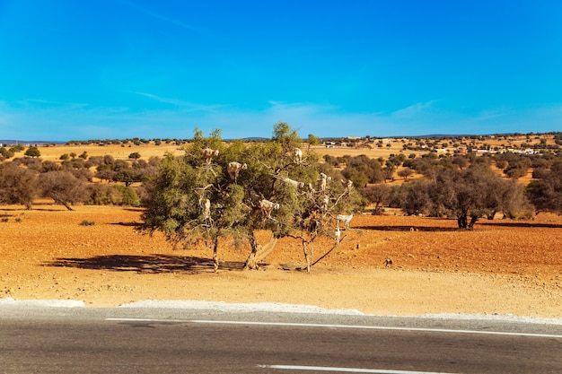 Capre che si arrampicano sugli alberi di argan. Giro turistico divertente in Marocco.