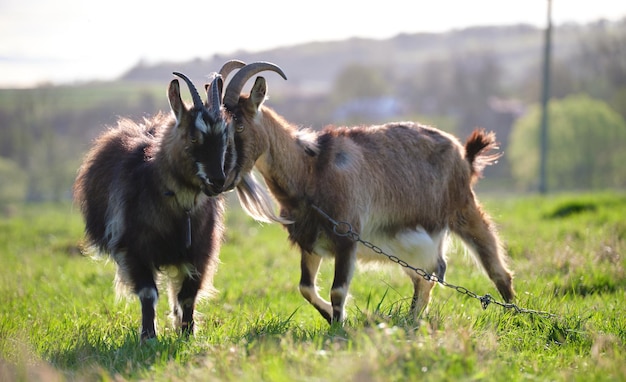 Capre da latte domestiche con barba lunga e corna che pascolano su pascoli verdi di fattoria nei giorni estivi Alimentazione di bovini su prati agricoli