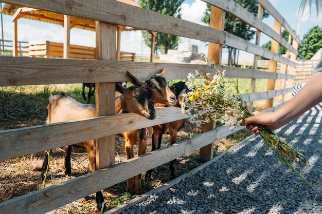 Capre della fattoria capre marroni in piedi in un rifugio di legno e guardando i benefici della fotocamera della capra