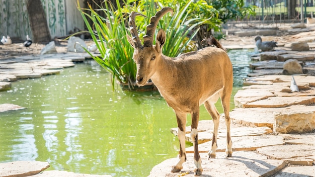 Capre di montagna nel Parco Yarkon. Tel Aviv, Israele.