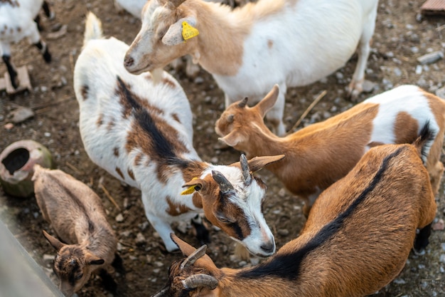 Capre e bambini piccoli in una fattoria nelle paludi di Urdaibai, una riserva della biosfera di Bizkaia vicino a Mundaka. Paesi Baschi