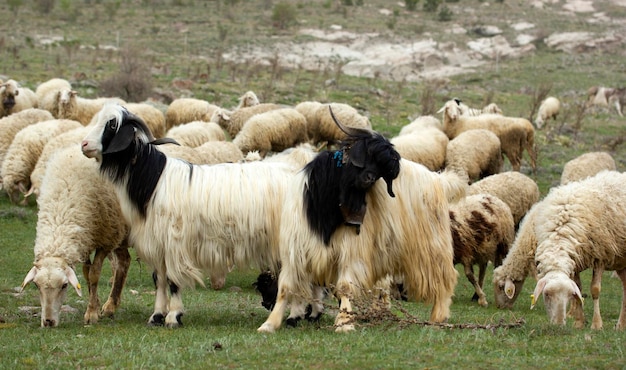 Capre e pecore La mandria è al pascolo in natura