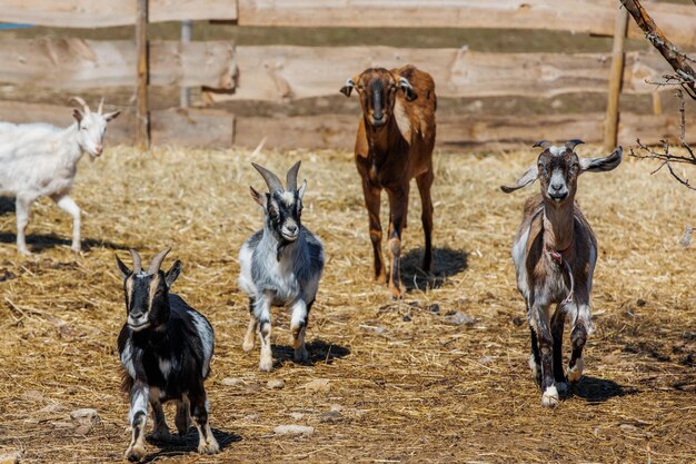 Capre in passeggiata in un'ecofattoria