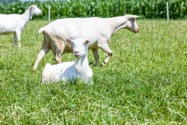 Capre sul campo