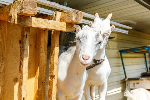 Capretto ruspante carino su fattoria di animali eco naturale biologica che pascola liberamente nel cortile sul backgrou del ranch...