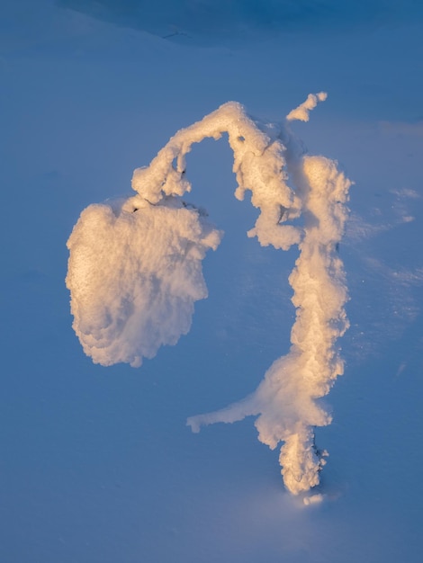 Capricci della natura invernale Fiore di ghiaccio luminoso e soleggiato uno sfondo invernale naturale freddo con un albero innevato piegato Natura aspra artica Fiaba mistica sulla montagna invernale