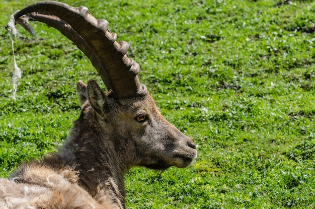 Capricorno in natura