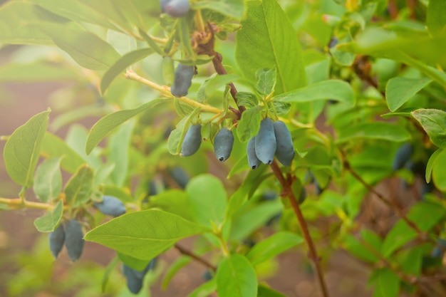 Caprifoglio blu noto anche come Honeyberry,