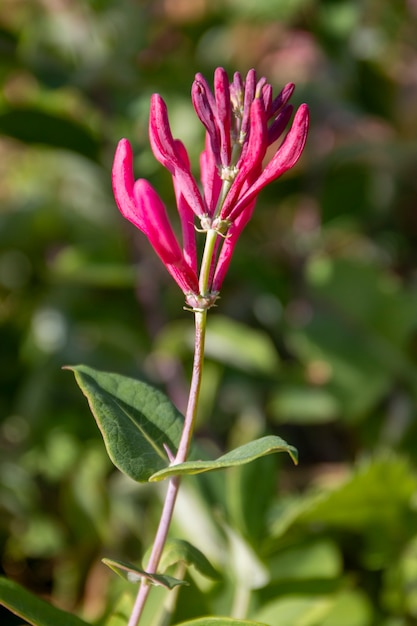 Caprifoglio europeo (Lonicera periclymenum) fiore vicino sul giardino.