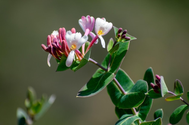 Caprifoglio mediterraneo Lonicera implexa