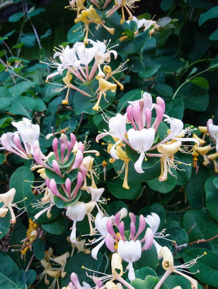 Foto caprifoglio perfogliato o caprifoglio a foglia di capra - lonicera caprifolium - che fiorisce nel giardino estivo