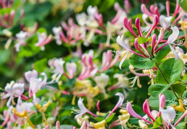 Caprifoglio rosa boccioli e fiori lonicera etrusca santi caprifolium woodbine in fiore