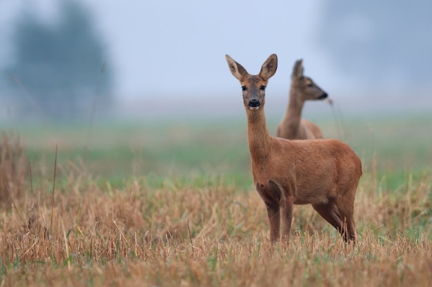 Caprioli in una radura in natura