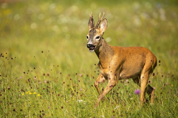 Caprioli maschii che saltano e che passano un campo di fieno verde